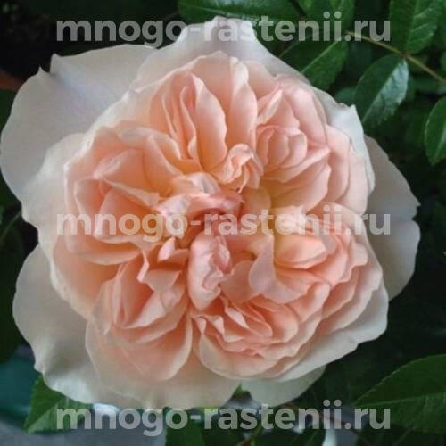 Саженцы розы Мария Магдалина