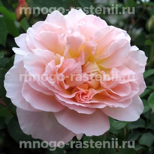 Саженцы розы Мария Магдалина