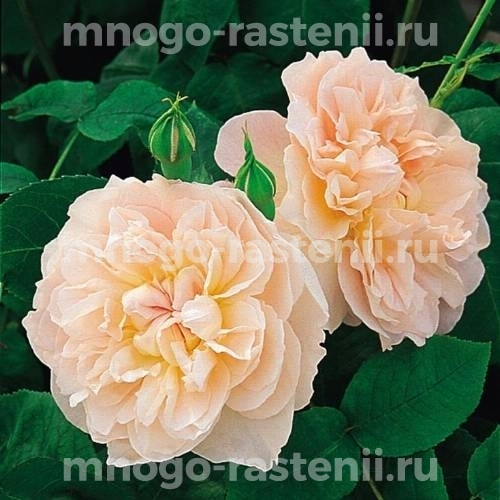 Саженцы розы Мария Магдалина