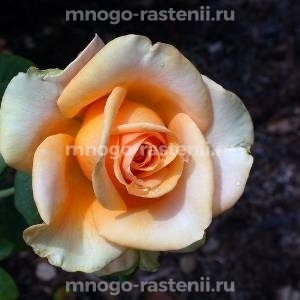 Роза Мерлин