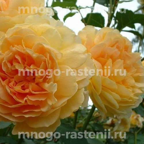 Саженцы розы Молинью