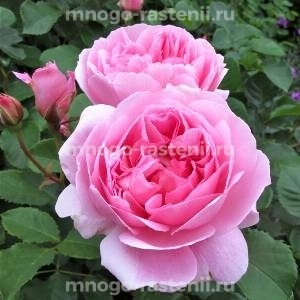 Роза Мэйд Марион