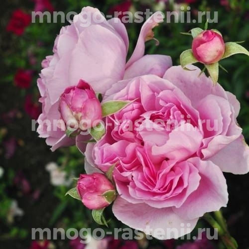 Саженцы розы Мэйд Марион