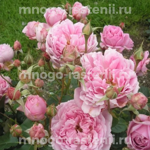 Саженцы розы Мэйд Марион