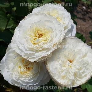 Роза Пейшенс