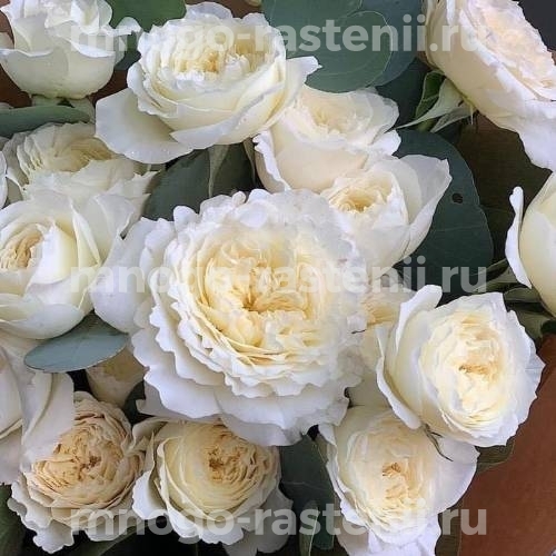 Саженцы розы Пейшенс