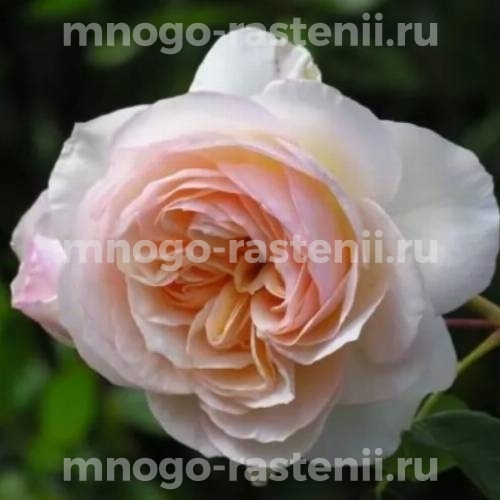 Саженцы розы Пердита