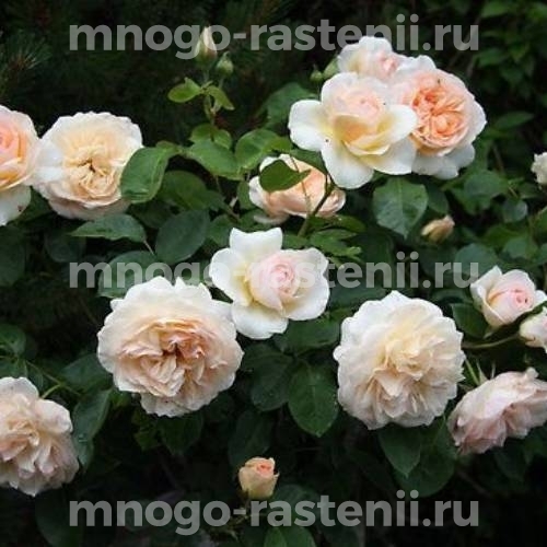 Саженцы розы Пердита