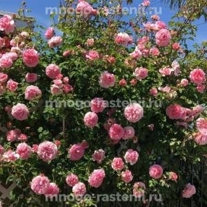 Роза Прайд оф Джейн