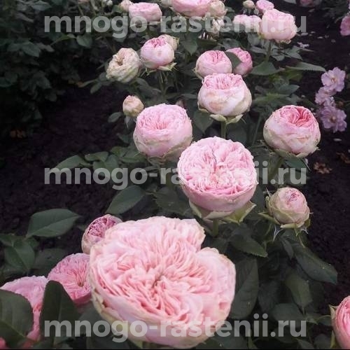Саженцы розы Прайд оф Джейн 