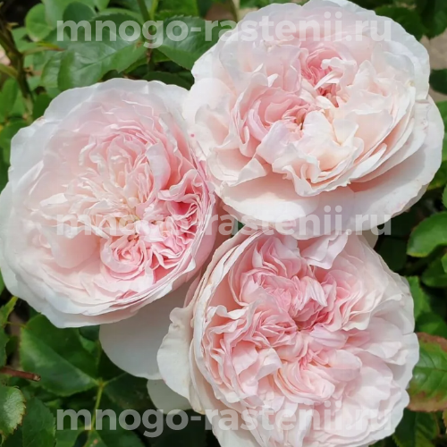 Саженцы розы Розалинд