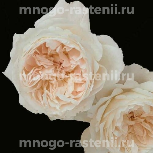 Саженцы розы Пьюрити