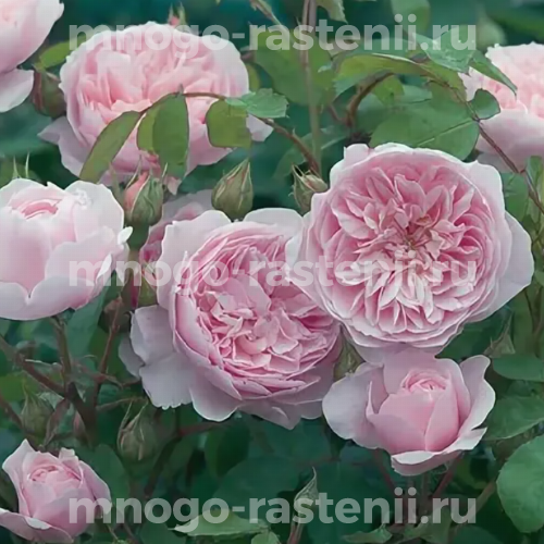 Саженцы розы Розалинд