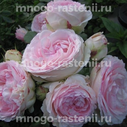 Саженцы розы Розалинд