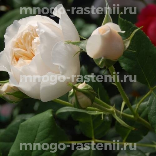 Саженцы розы Роуз Мари белой