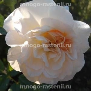 Роза Роуз Мари белая