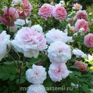 Роза Роузмур (Rosemoor)