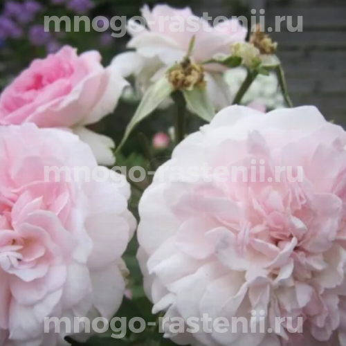 Саженцы розы Роузмур (Rosemoor)