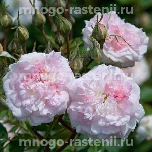 Саженцы розы Роузмур (Rosemoor)