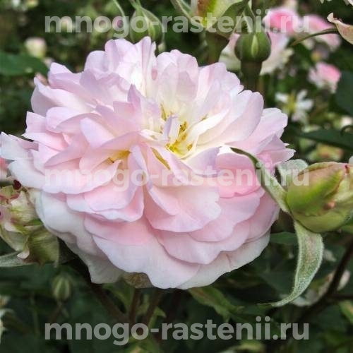 Саженцы розы Роузмур (Rosemoor)