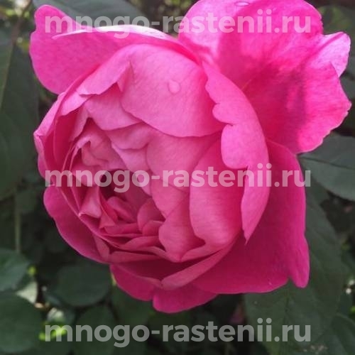 Саженцы розы Роял Джубили