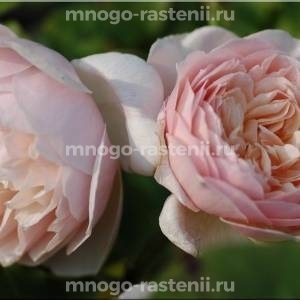 Роза Свит Джульет