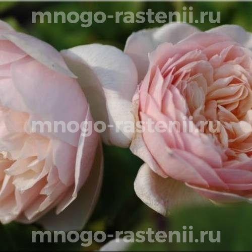 Саженцы розы Свит Джульет 