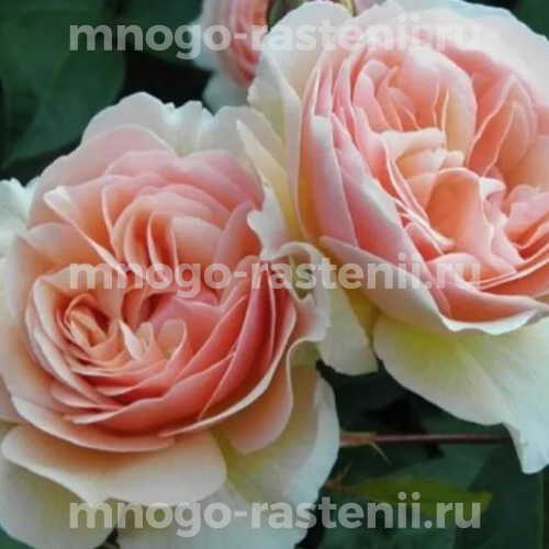 Саженцы розы Свит Джульет 