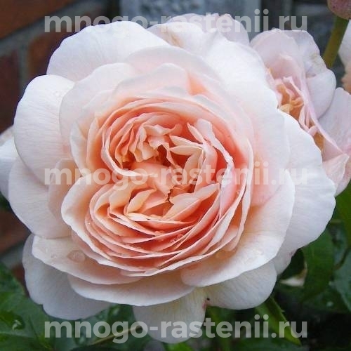 Саженцы розы Свит Джульет 