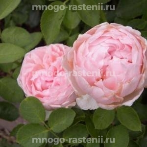 Роза Сейнт Суитун