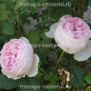 Роза Сент Сесилия