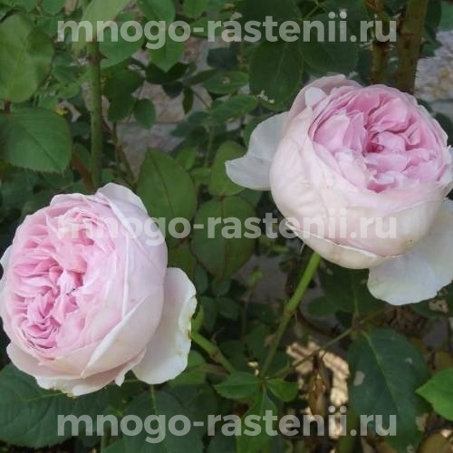 Саженцы розы Сент Сесилия