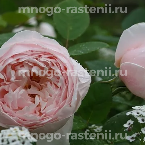 Саженцы розы Сент Сесилия