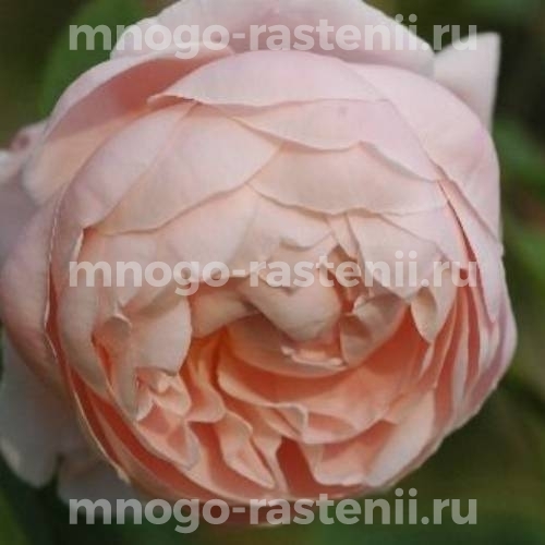 Саженцы розы Сент Сесилия