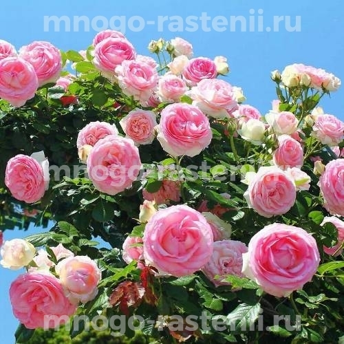 Саженцы розы Сердце розы