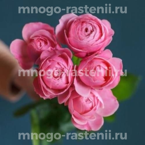 Саженцы розы Сильва Пинк