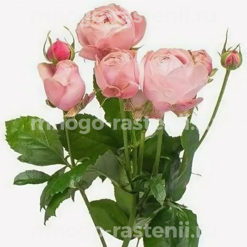 Саженцы розы Сильва Пинк