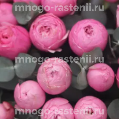 Саженцы розы Сильва Пинк