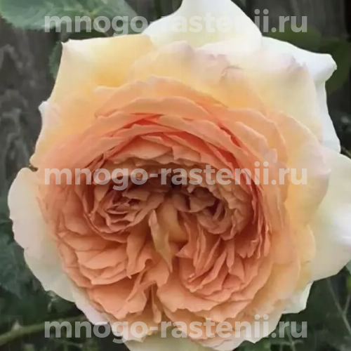 Саженцы розы Батшеба 