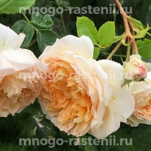 Саженцы розы Батшеба 