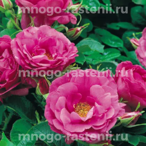 Саженцы розы Уайлд Эдрик