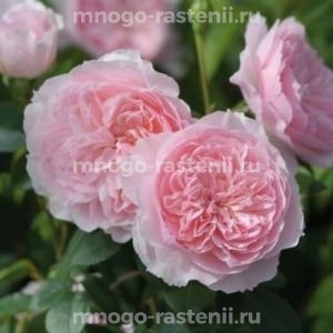Роза Уизли 2008