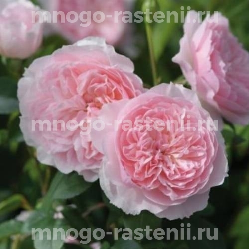 Саженцы розы Уизли 2008