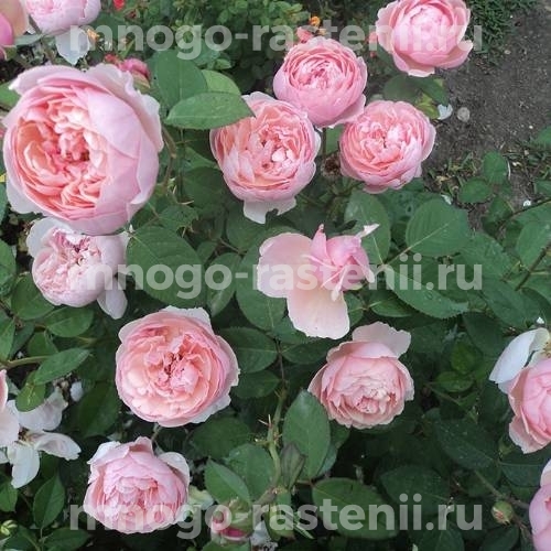 Саженцы розы Уизли 2008