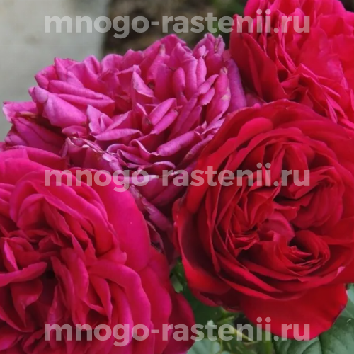 Саженцы розы Фишерман Френд