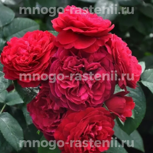 Саженцы розы Эл Ди Брейтуэйт