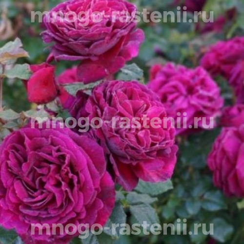 Саженцы розы Фишерман Френд