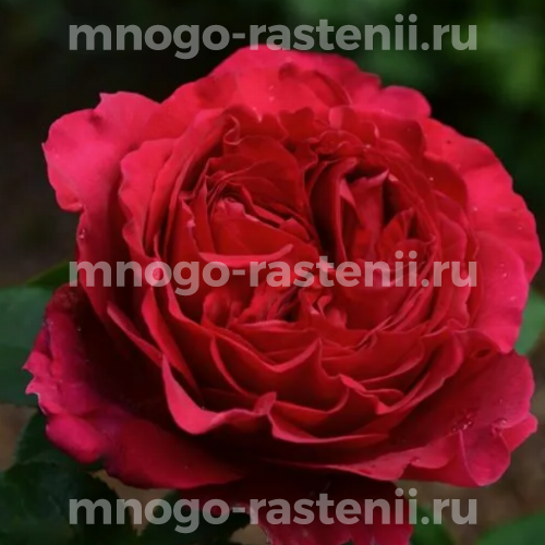 Саженцы розы Хитклиф