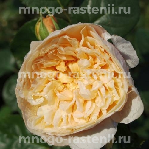 Саженцы розы Чарити
