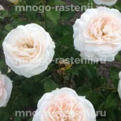 Саженцы розы Чарити